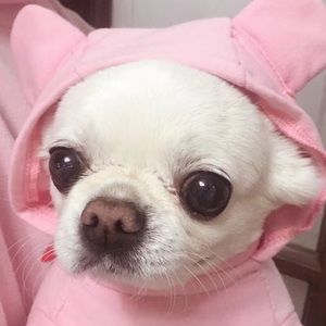 Meet your Posher, Rosalie